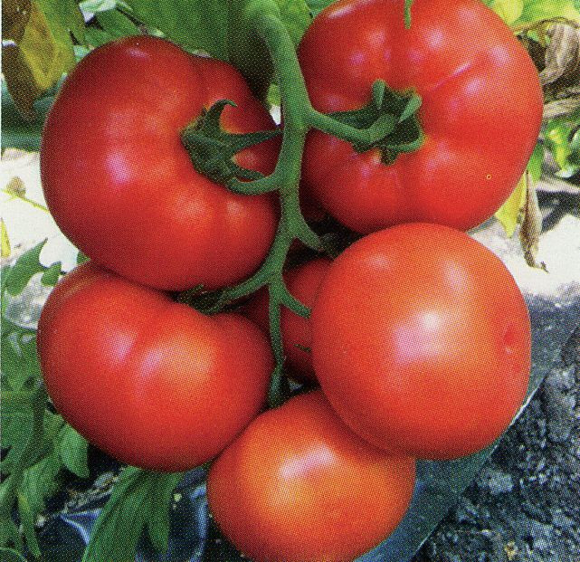 Семена томатов Ралли F1 фото 2
