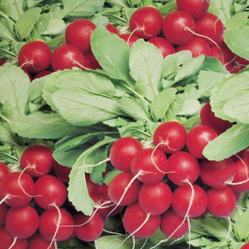 Редис Чарито F1 фото 2