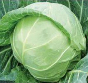 Капуста белокочанная Миррор F1 фото