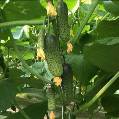 Огурец Кантара F1 фото 2