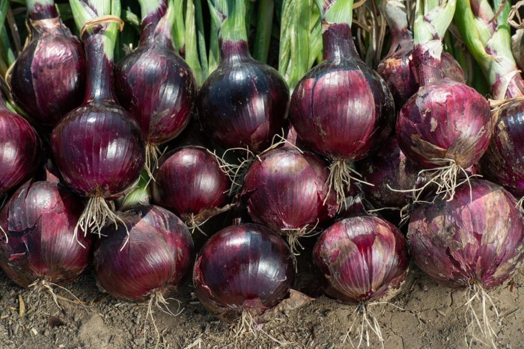 Лук Дарко F1 фото 1