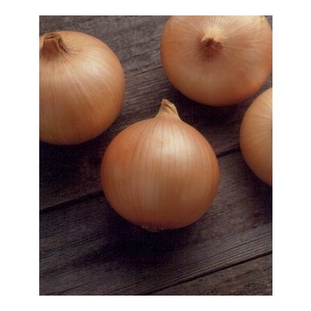 Лук Кэнди F1 фото 1