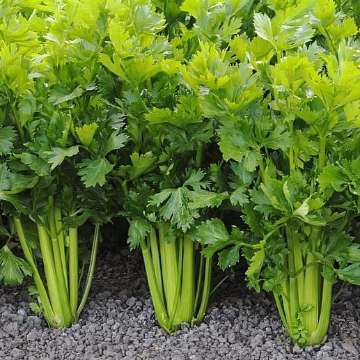 Семена сельдерея Танго изображение 2