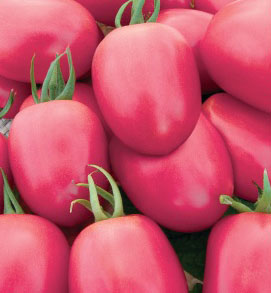 Семена томатов Тейсти Пинк F1 фото 2