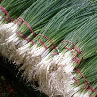 на перо Тотем