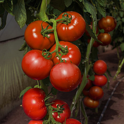 Семена томатов Васанта F1 фото 2