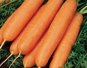 Морковь Юкон F1 фото 2