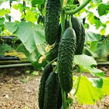 Огурец Габри F1 фото 2
