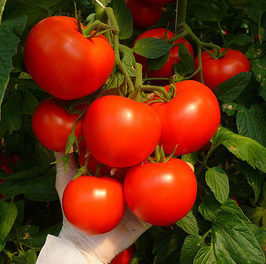 Семена томатов Корвинус F1 фото 2