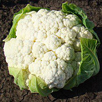 Капуста цветная Майбах F1 фото 2