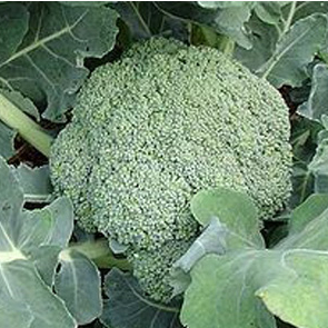 Семена брокколи Бести F1 фото 2