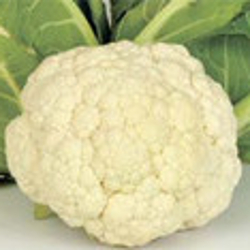 Капуста цветная Корланю F1 фото 2