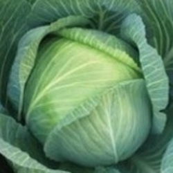 Капуста белокочанная Сократес F1 фото