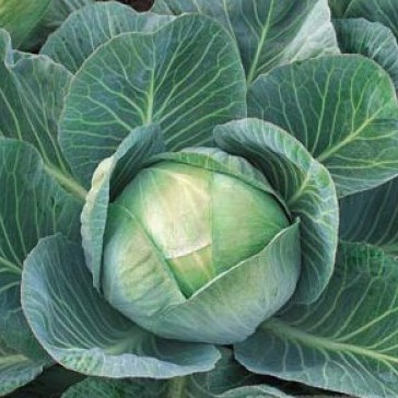 Капуста белокочанная Аммон F1 фото