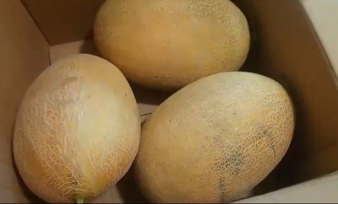 Семена дыни Маори F1 фото 2