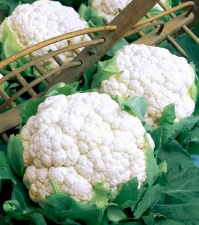 Капуста цветная Фридом F1 фото 2