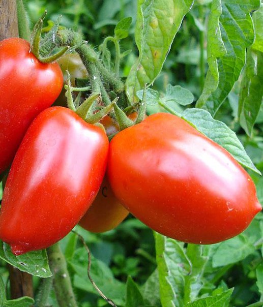 Семена томатов Яки F1 фото 2