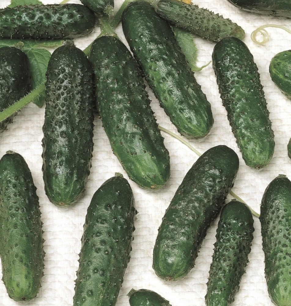 Огурец Альшаны F1 фото 2