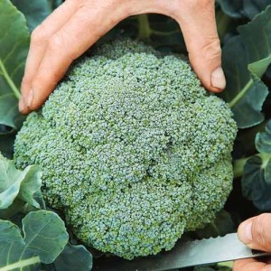 Семена брокколи Сигно F1 фото 2