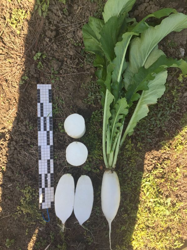 Семена дайкона фото 2