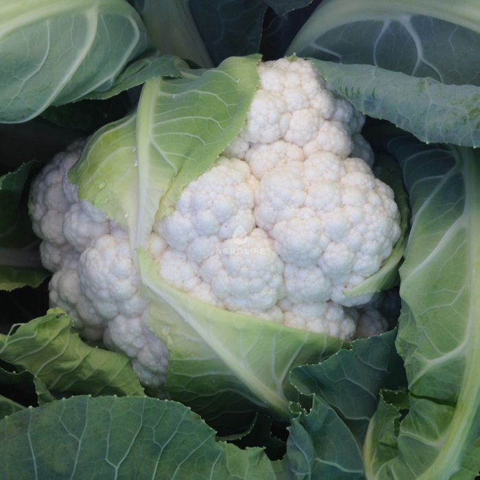 Капуста цветная Дюрок F1 фото 2
