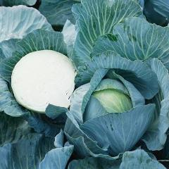Капуста белокочанная Килатон F1 фото