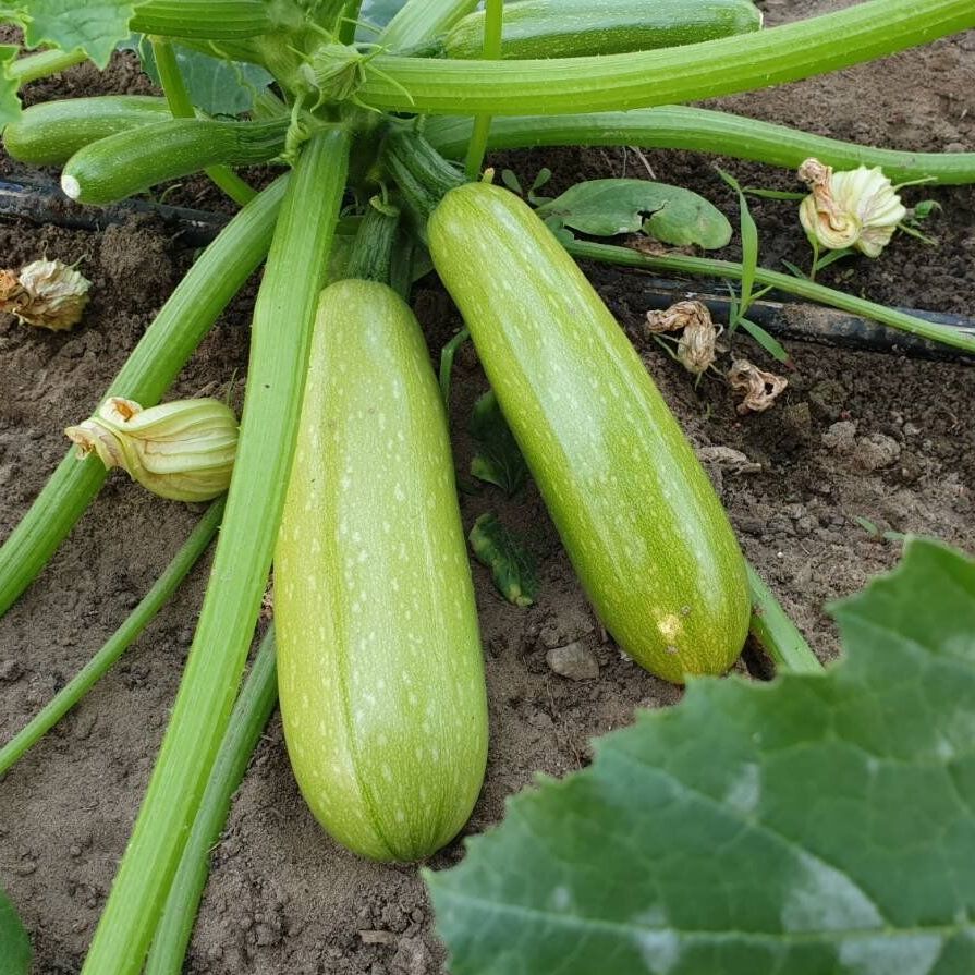 Кабачок Ясна F1 фото 1 