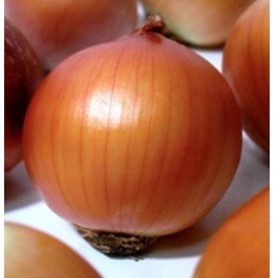 Лук Бонус F1 фото 1