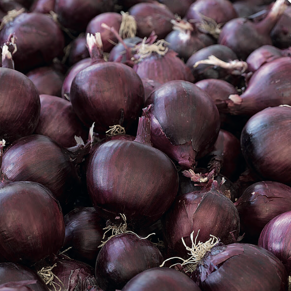 Лук Дарко F1 фото 1