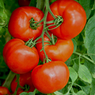 Семена томатов Эльпида F1 фото 2