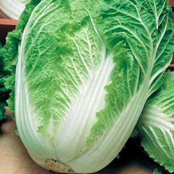 Капуста пекинская Юки F1 фото 2