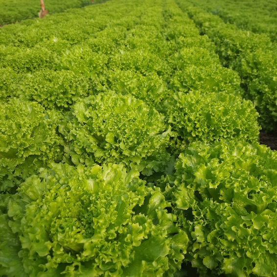 Салат Кариоле фото 2