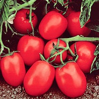 Семена томатов Чибли F1 фото 2