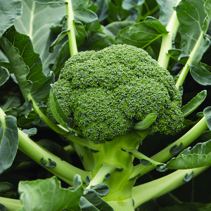 Семена брокколи Монклано F1 фото 2