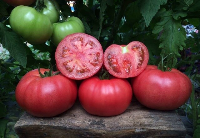 Семена томатов Пинк Маргари F1 фото 2