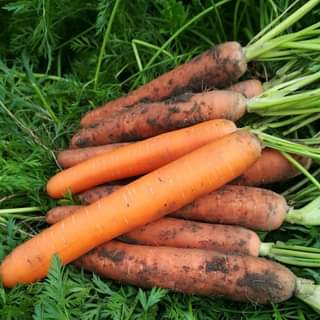 Морковь ПОЛИДОР  F1 фото 2