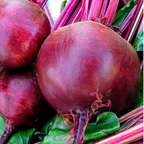 Свекла Цеппо F1 фото 2