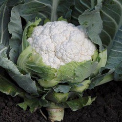 Капуста цветная Солистар F1 фото 2