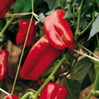 Семена перца Даллас F1 фото 2