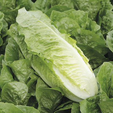 Салат Актина фото 2