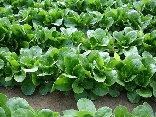 Салат корн Акцент фото 2