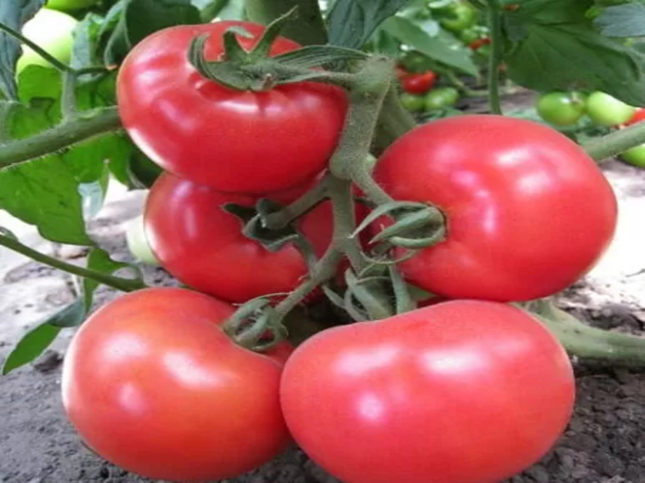 Семена томатов Хонока F1  фото 2