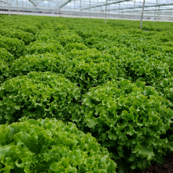 Салат Канариоле фото 2