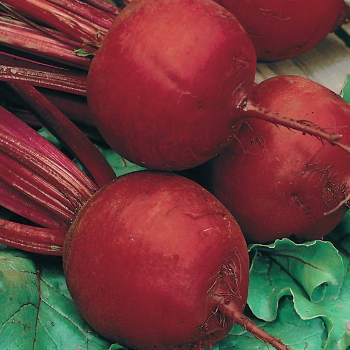 Свекла Болтарди фото 2