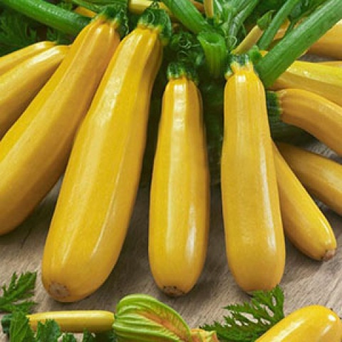 Кабачок Ясмин F1 фото 1 