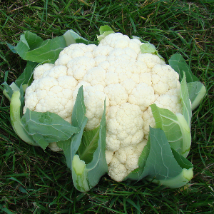 Капуста цветная Авизо F1 фото 2