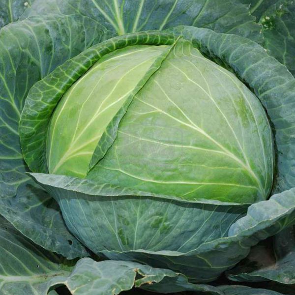 Капуста белокочанная Леннокс F1 фото