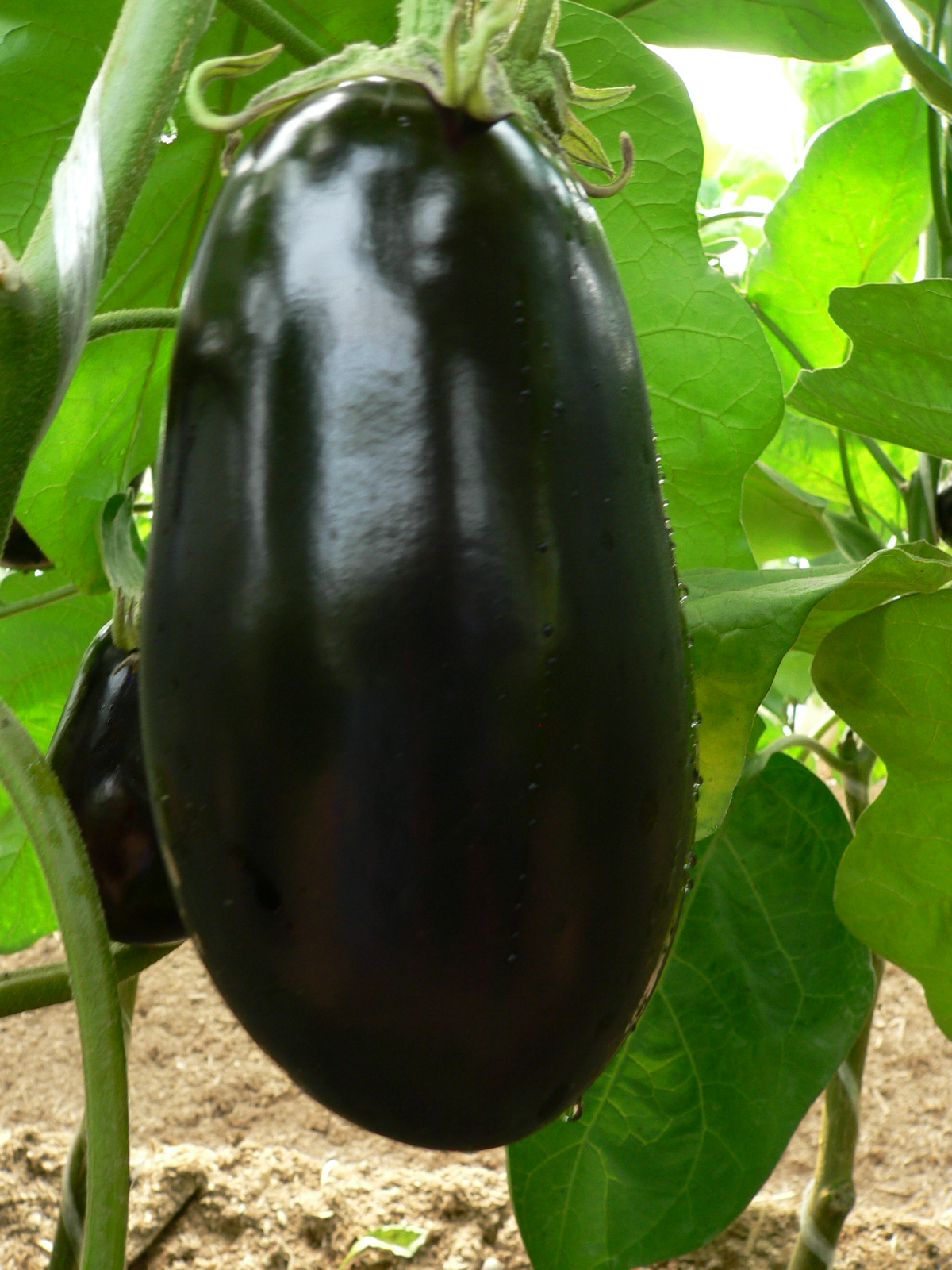 Семена баклажанов Эпик F1 фото 2