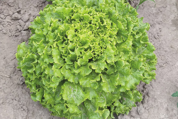 Салат Аннисоль фото 2