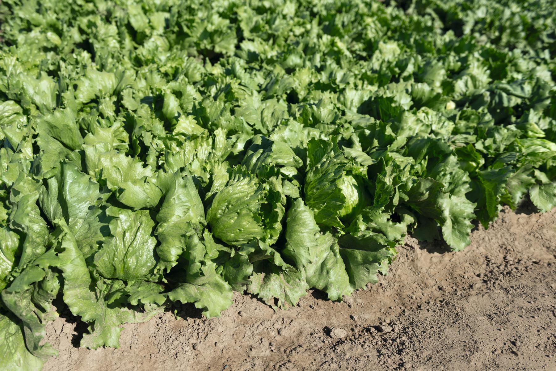 Салат айсберг Руморс F1 (драже) фото 2